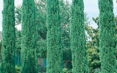 Blue Italian Cypress