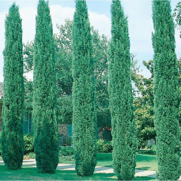 Blue Italian Cypress