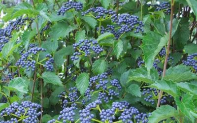 Blue Muffin® Viburnum