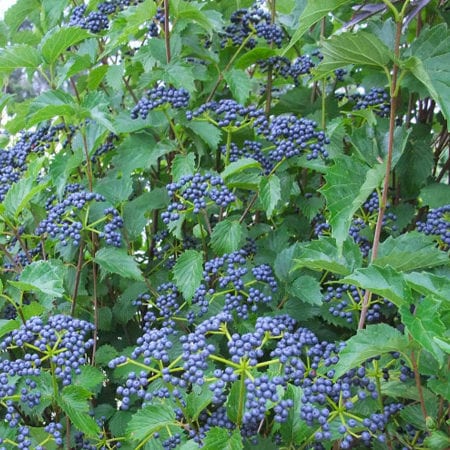 Blue Muffin® Viburnum