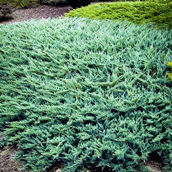 Blue Rug Juniper