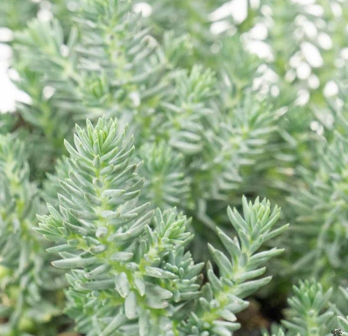 Blue Spruce Stonecrop