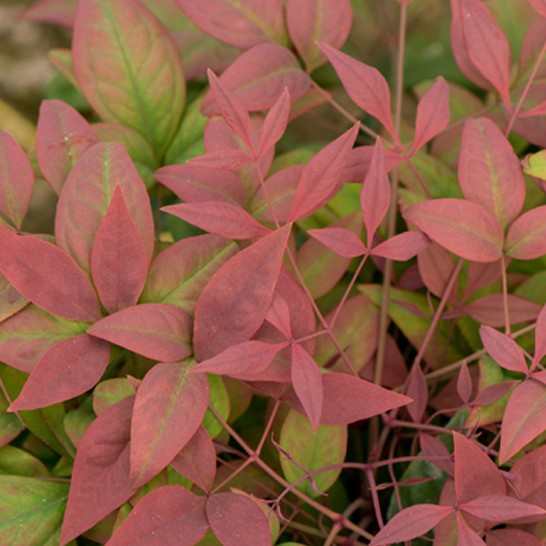 Blush Pink™ Nandina