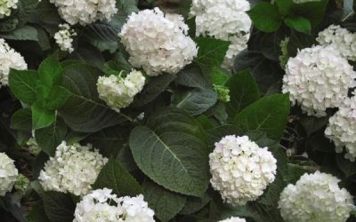 Endless Summer®  Blushing Bride Hydrangea