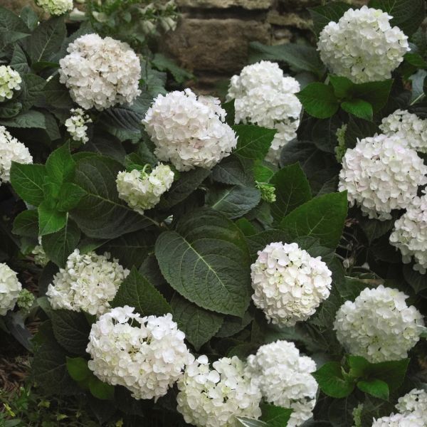 Endless Summer®  Blushing Bride Hydrangea