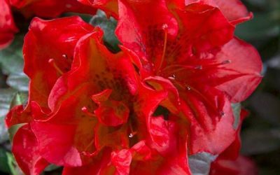 Autumn Fire™ Encore® Azalea