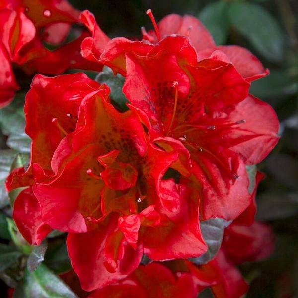 Autumn Fire™ Encore® Azalea