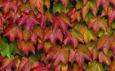 Boston Ivy