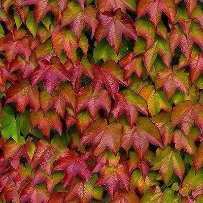 Boston Ivy