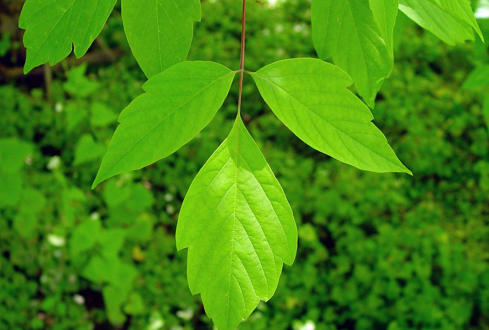 Boxelder Maple