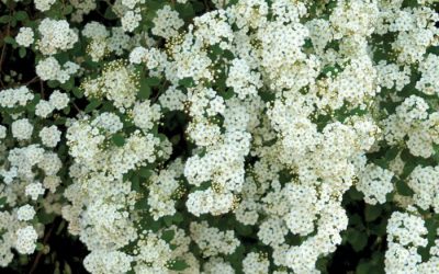 Bridal Wreath Spiraea