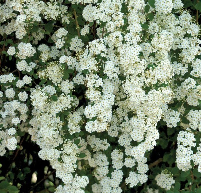 Bridal Wreath Spiraea