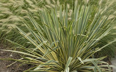 Bright Edge Yucca