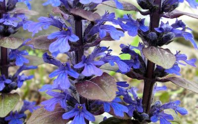 Bronze Beauty Carpet Bugle