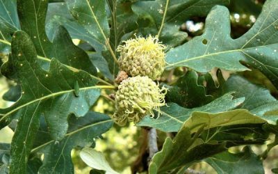 Bur Oak