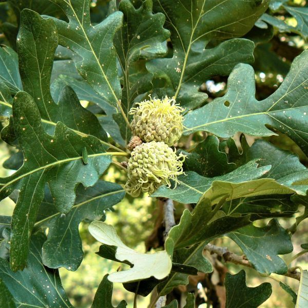 Bur Oak