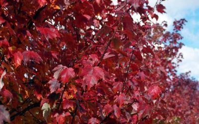 Burgundy Belle® Red Maple