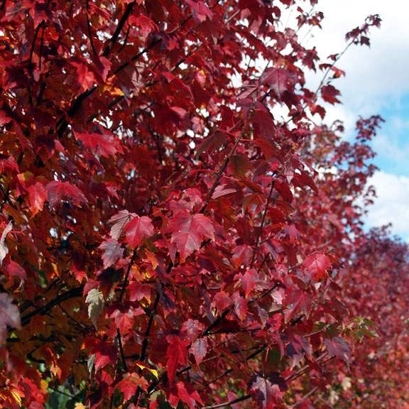 Burgundy Belle® Red Maple