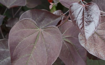 Burgundy Hearts® Redbud