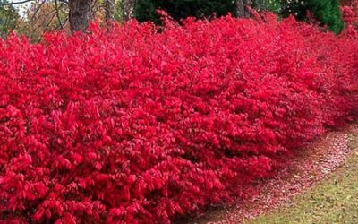 Dwarf Burning Bush