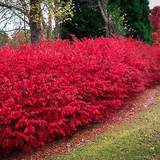 Dwarf Burning Bush