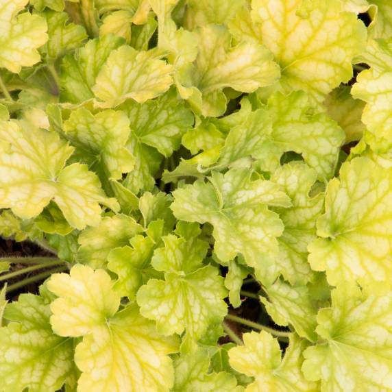 Carnival Limeade Coral Bells by Duncan Nursery