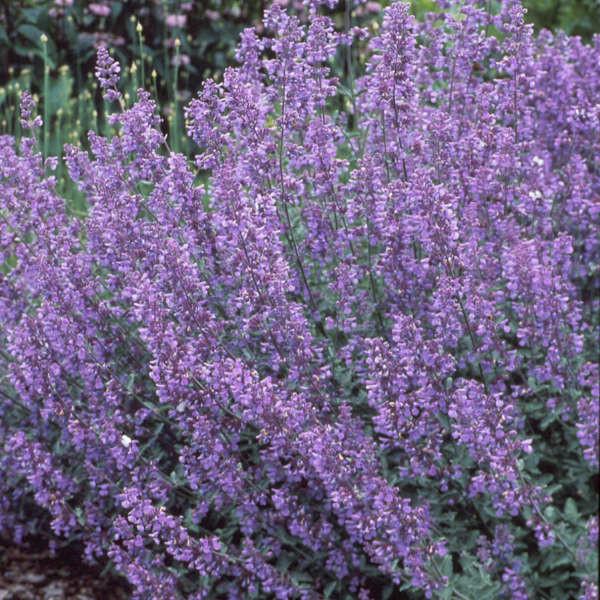 Walker’s Low Catmint