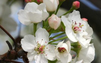 Chanticleer® Flowering Pear