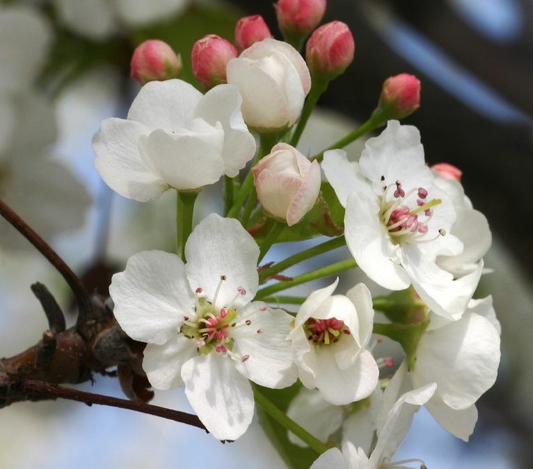 Chanticleer® Flowering Pear