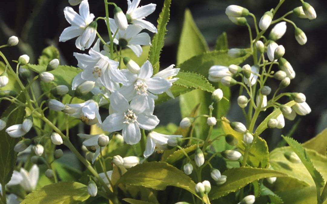 Chardonnay Pearls®  Deutzia