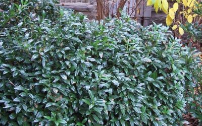 Chestnut Hill Cherry Laurel