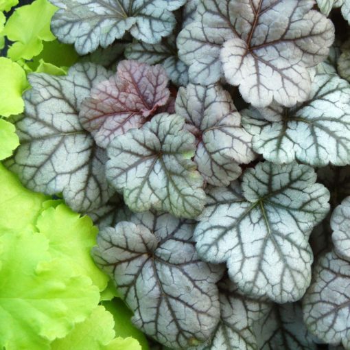 Cinnabar Silver Coral Bells