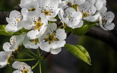 Cleveland Select Flowering Pear