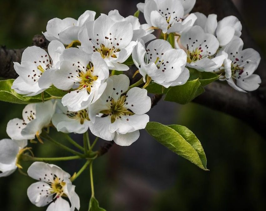 Cleveland Select Flowering Pear