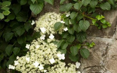 Climbing Hydrangea