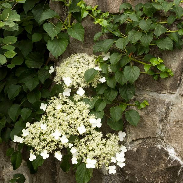 Climbing Hydrangea