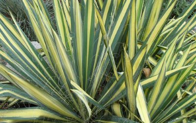 Color Guard Adam’s Needle Yucca