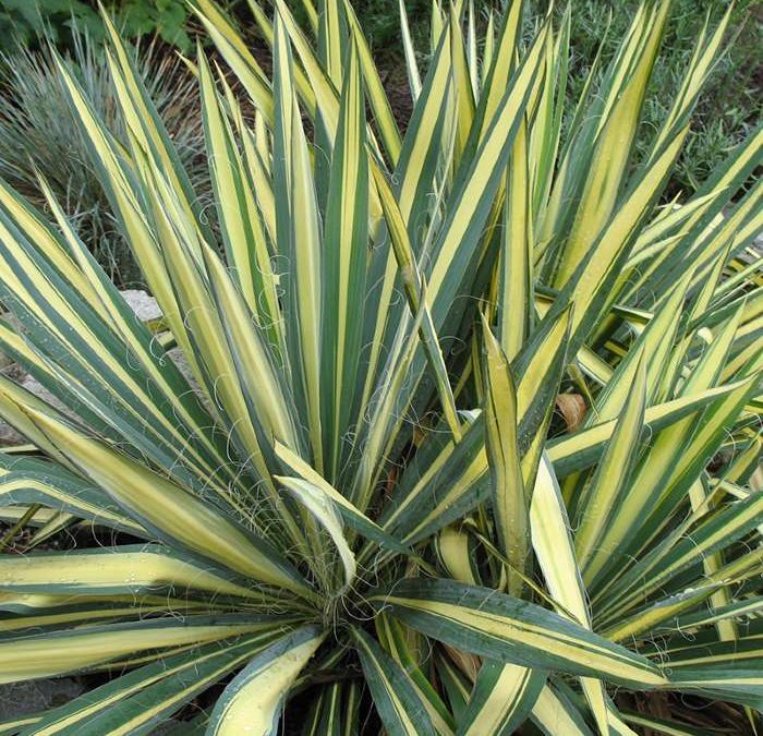 Color Guard Adam’s Needle Yucca