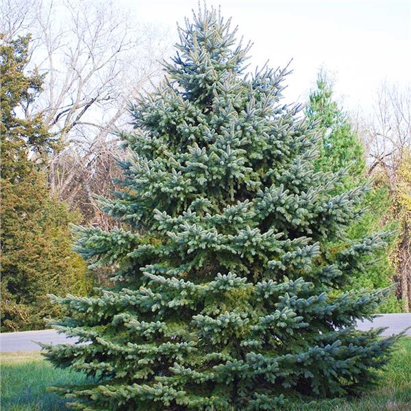 Colorado Blue Spruce