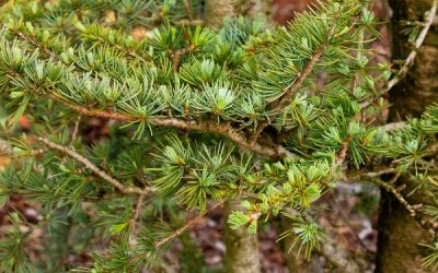 Columnar Blue Atlas Cedar