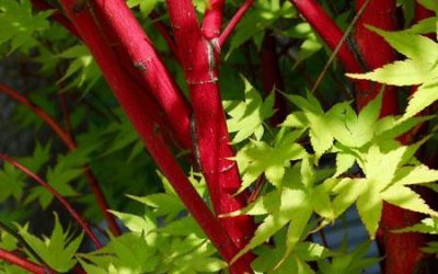 Coral Bark Japanese Maple