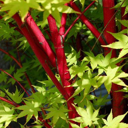 Coral Bark Japanese Maple