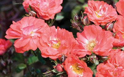 Coral Drift® Rose