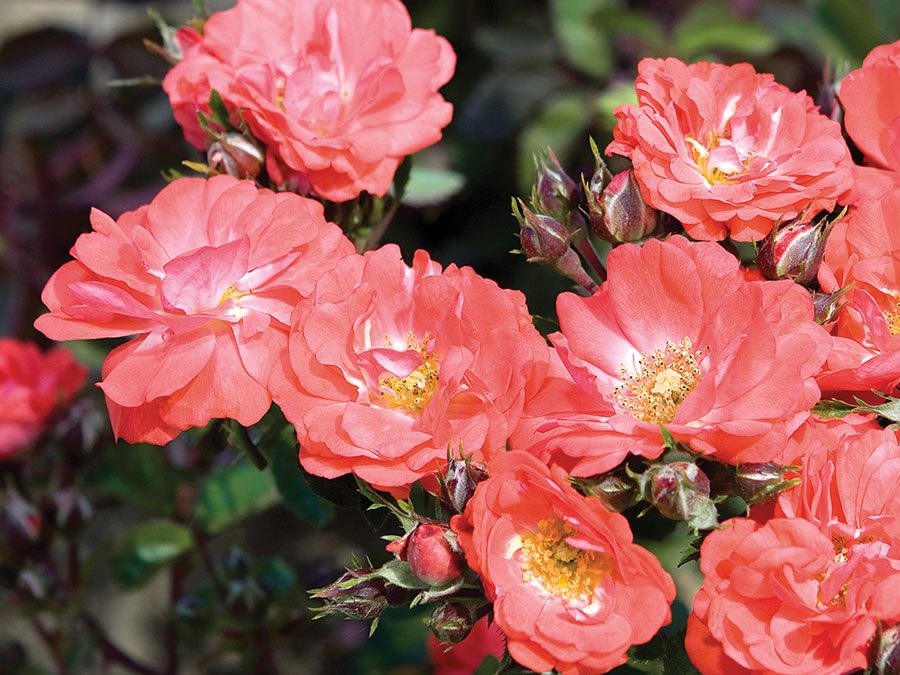 Coral Drift® Rose