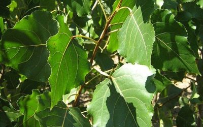 Cottonless Cottonwood Tree