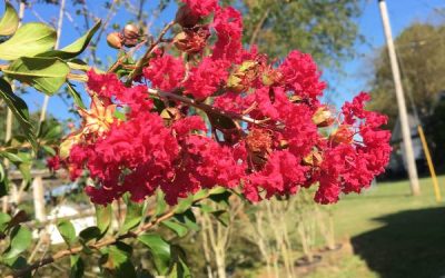 Country Red Crape Myrtle