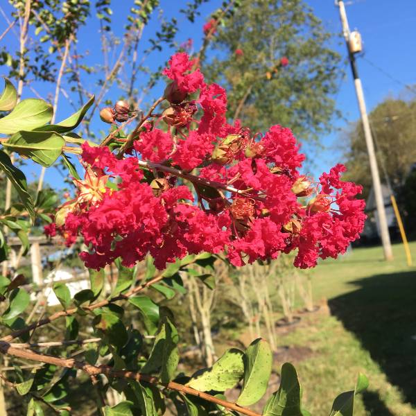 Country Red Crape Myrtle