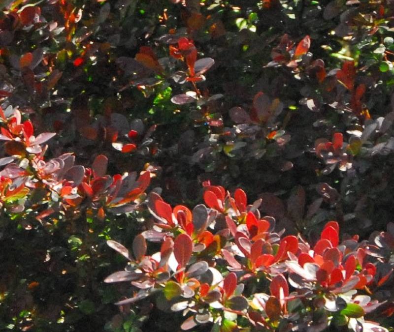 Crimson Pygmy Dwarf Japanese Barberry