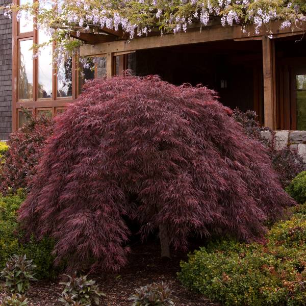 Crimson Queen Japanese Maple