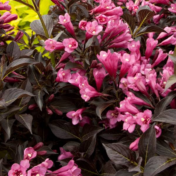 Dark Horse Weigela